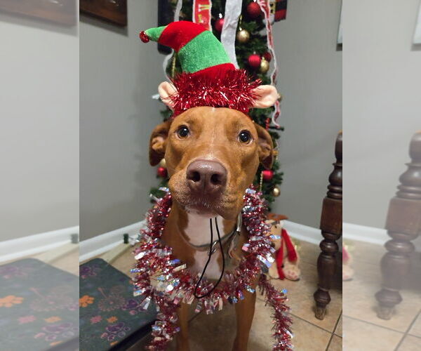 Medium Photo #5 Unknown-Vizsla Mix Puppy For Sale in Magnolia Springs, AL, USA