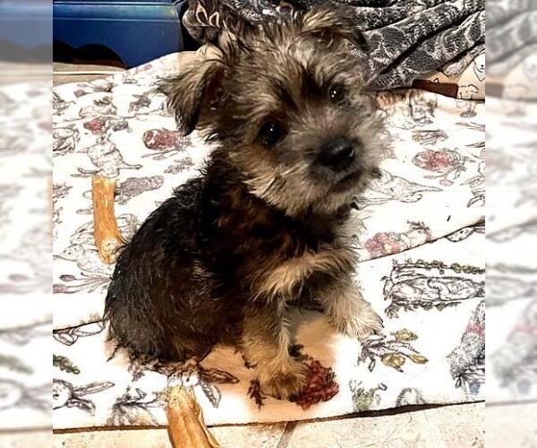 Medium Photo #2 Mutt Puppy For Sale in Oakley, CA, USA