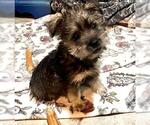 Small #1 Mutt