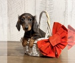 Small #2 Dachshund