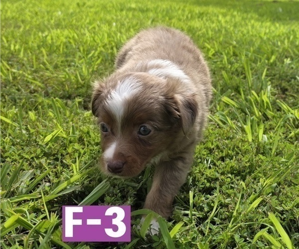 Medium Photo #10 Miniature Australian Shepherd Puppy For Sale in EVERTON, MO, USA