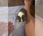 Small #2 Boston Terrier