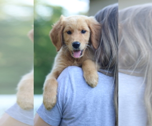 Golden Retriever Puppy for sale in FREDONIA, KY, USA