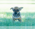 Small Photo #7 Chihuahua Puppy For Sale in WARSAW, IN, USA