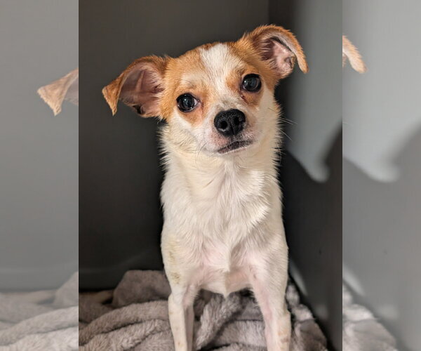 Medium Photo #1 Jack Chi Puppy For Sale in Oakhurst, NJ, USA