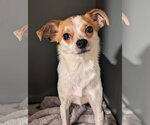 Small Jack Chi