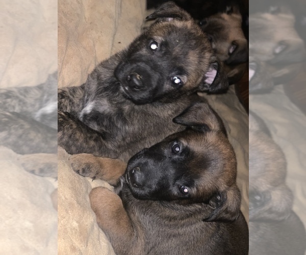 Medium Photo #1 Belgian Malinois-Dutch Shepherd Dog Mix Puppy For Sale in PLANO, TX, USA