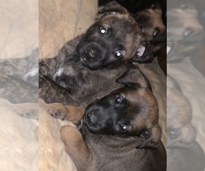 Belgian Malinois-Dutch Shepherd Dog Mix Puppy for Sale in PLANO, Texas USA
