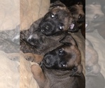 Small Photo #1 Belgian Malinois-Dutch Shepherd Dog Mix Puppy For Sale in PLANO, TX, USA