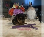 Small Photo #14 Yorkshire Terrier Puppy For Sale in MERCED, CA, USA