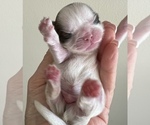 Small Photo #11 Shih Tzu Puppy For Sale in DOWNEY, CA, USA