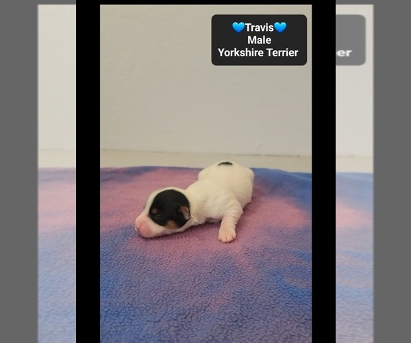 Medium Photo #3 Yorkshire Terrier Puppy For Sale in TUCSON, AZ, USA