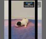 Travis - Male Yorkshire Terrier Puppy for Sale - Photo #3