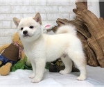 Small Photo #5 Shiba Inu Puppy For Sale in SAN JOSE, CA, USA