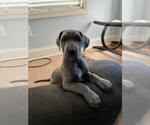 Small Photo #8 Great Dane Puppy For Sale in FLOWERY BRANCH, GA, USA