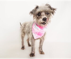 Mutt Dogs for adoption in Phoenix, AZ, USA