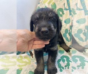 Schnauzer (Giant) Puppy for sale in GLASCO, KS, USA