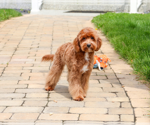 Medium Photo #4 Cavapoo (Miniature) Puppy For Sale in SYRACUSE, IN, USA