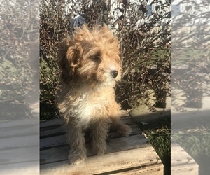 Cavapoo Puppy for sale in GOSHEN, IN, USA