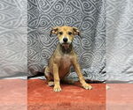 Small #3 Mutt