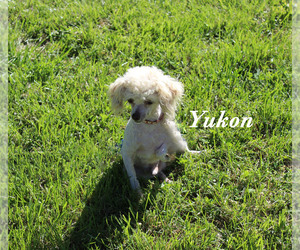 Poodle (Toy) Puppy for sale in CHANUTE, KS, USA
