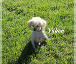 Image preview for Ad Listing. Nickname: Yukon