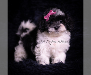 Medium Maltipoo (Miniature)