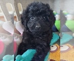 Small #1 Cavapoo