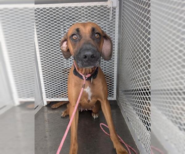 Medium Photo #1 Rhodesian Ridgeback Puppy For Sale in Bakersfield, CA, USA