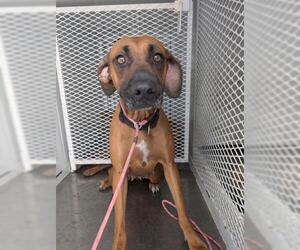 Rhodesian Ridgeback Dogs for adoption in Bakersfield, CA, USA
