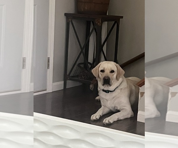 Medium Photo #7 Labrador Retriever Puppy For Sale in BLANCHESTER, OH, USA