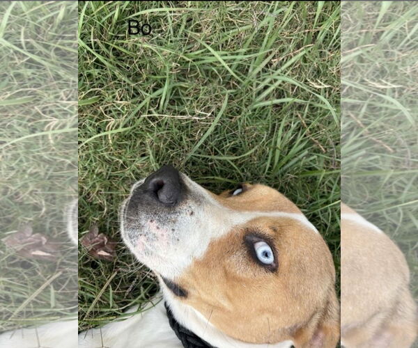 Medium Photo #7 Mutt Puppy For Sale in Farmerville, LA, USA