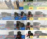 Small Photo #5 German Shepherd Dog Puppy For Sale in HARRIETTA, MI, USA