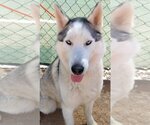 Small Photo #2 Siberian Husky Puppy For Sale in Apple Valley, CA, USA