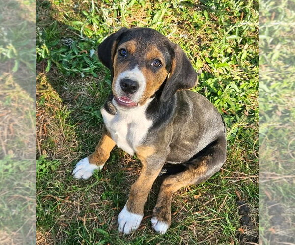 Medium Photo #1 Mutt Puppy For Sale in Wakefield, RI, USA