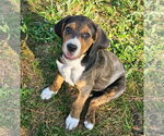 Small Mutt