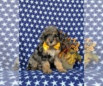 Small Photo #3 Bernedoodle (Miniature) Puppy For Sale in OXFORD, PA, USA
