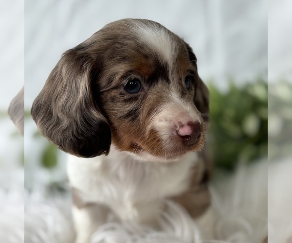 Medium Photo #5 Dachshund Puppy For Sale in ROCK STREAM, NY, USA