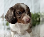 Small #4 Dachshund