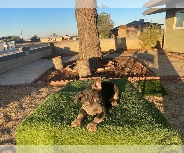 Medium Photo #39 French Bulldog Puppy For Sale in KANSAS CITY, MO, USA