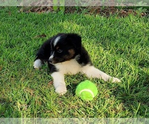 Miniature Australian Shepherd Puppy for sale in POPLARVILLE, MS, USA