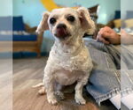 Small #5 Maltese Mix