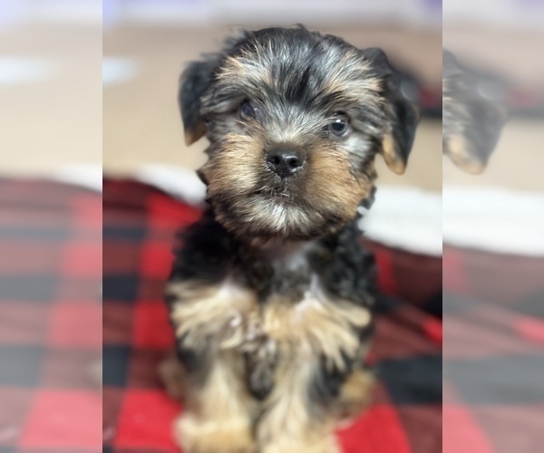 Medium Photo #1 Yorkshire Terrier Puppy For Sale in KATY, TX, USA