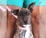 Small #4 Mutt