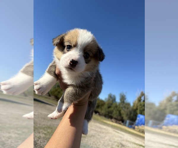 Medium Photo #2 Pembroke Welsh Corgi Puppy For Sale in OAKLEY, CA, USA