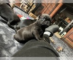 Small Photo #9 Pug Puppy For Sale in BLOOMINGTON, IL, USA