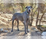 Small Photo #1 Great Dane Puppy For Sale in O NEALS, CA, USA