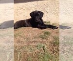 Small Photo #2 Boxador Puppy For Sale in BELEN, NM, USA
