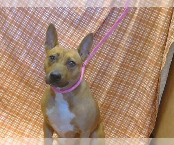 Medium Photo #1 American Pit Bull Terrier-Unknown Mix Puppy For Sale in Sacramento, CA, USA