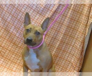 American Pit Bull Terrier-Unknown Mix Dogs for adoption in Sacramento, CA, USA